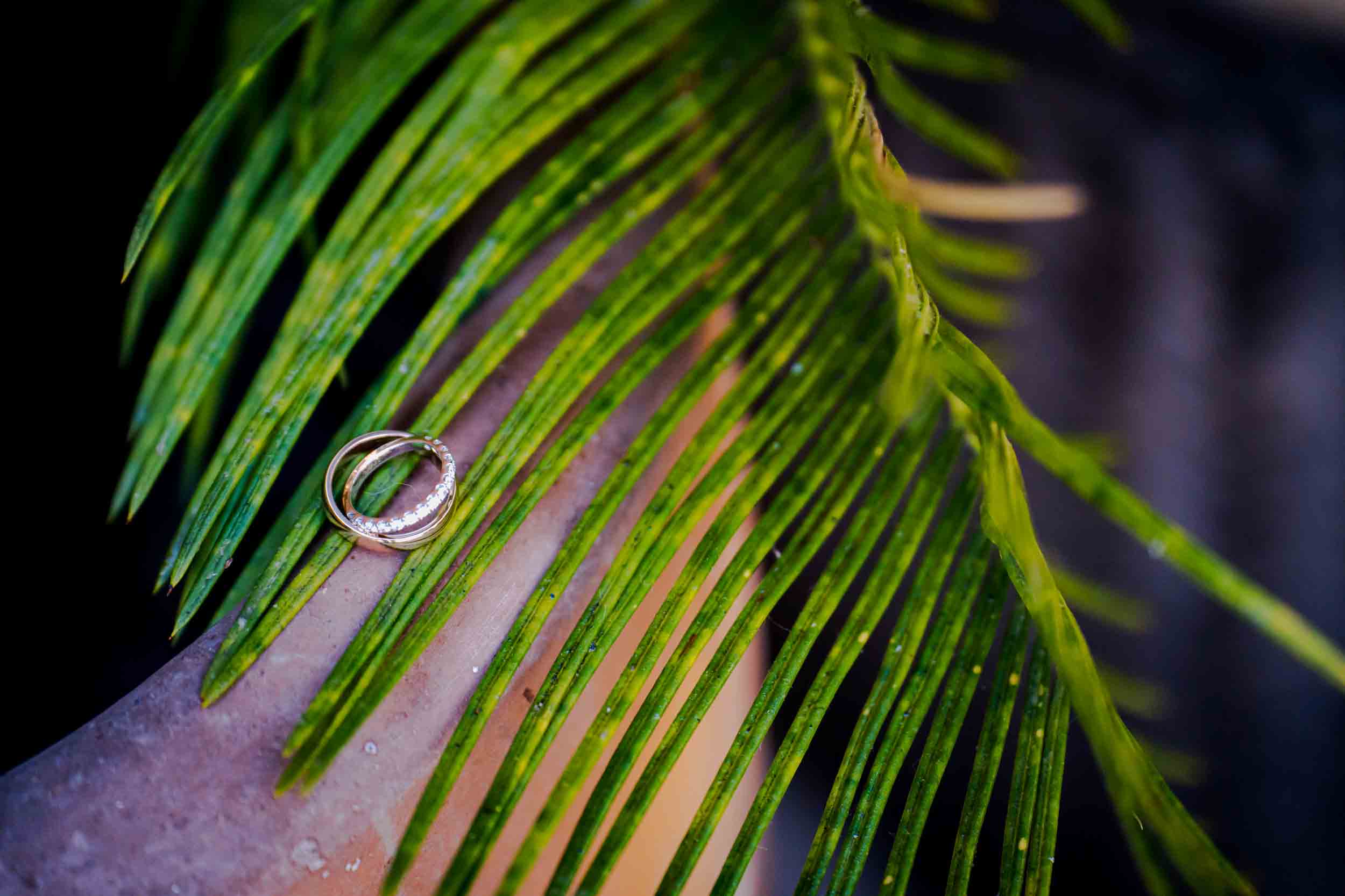 Sylvana & Felipe — Hotel Quinta Real, Jardín Etnobotánico — Douglas Favero Photography