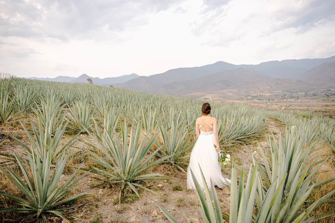 A bride walking through the agave at Loma Noble, Oaxaca