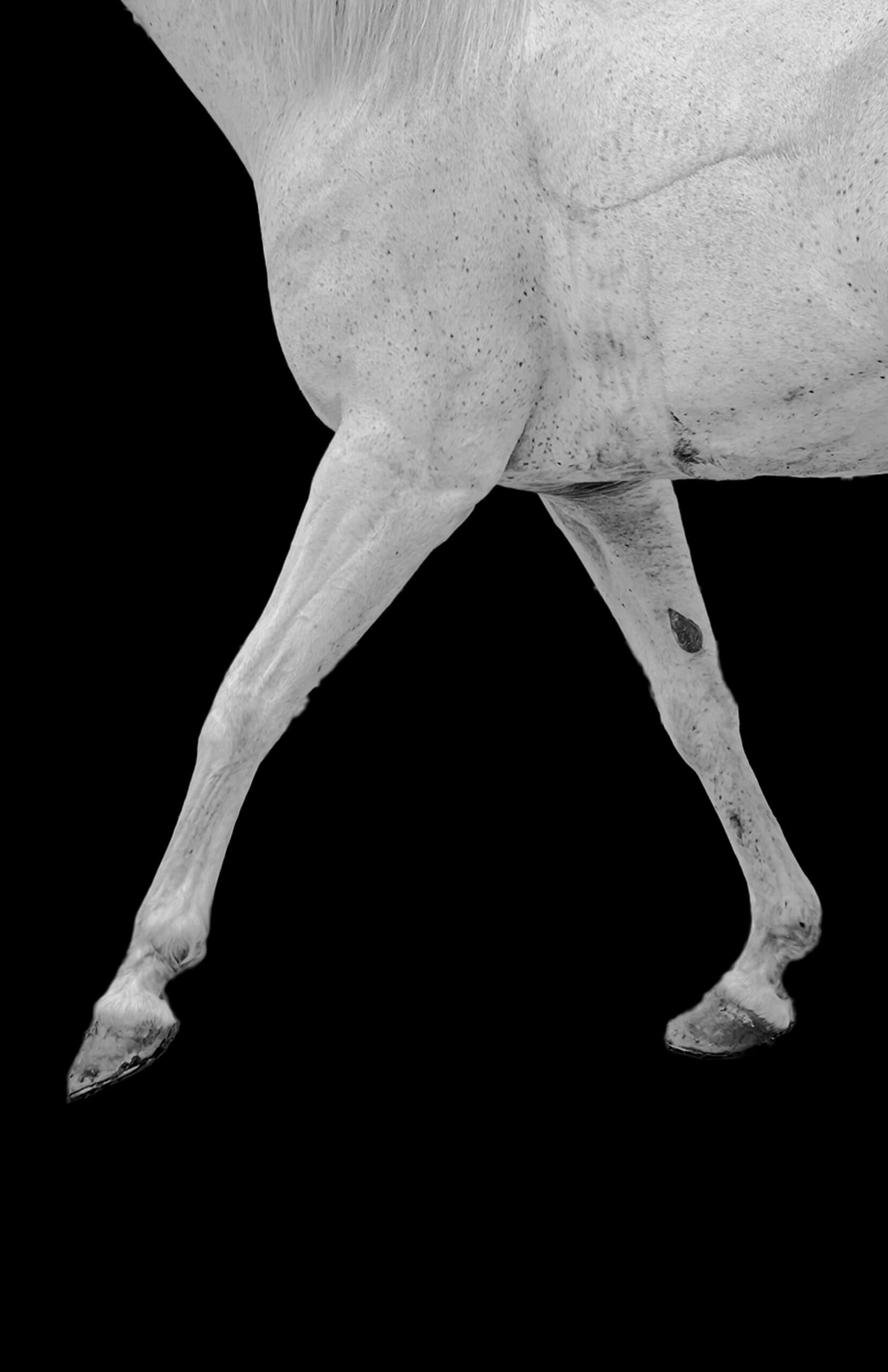 Close-up of a horse’s stepping leg and hoof against a black background