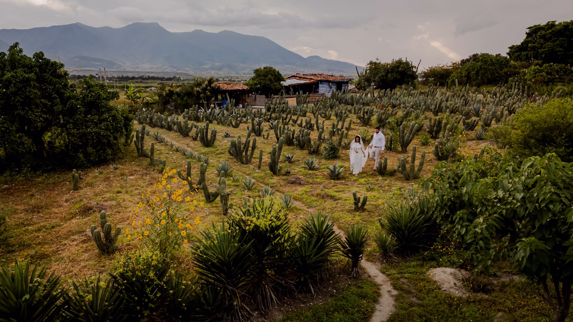 Agave fields in the Tlacolula Valley near Yagul, Oaxaca