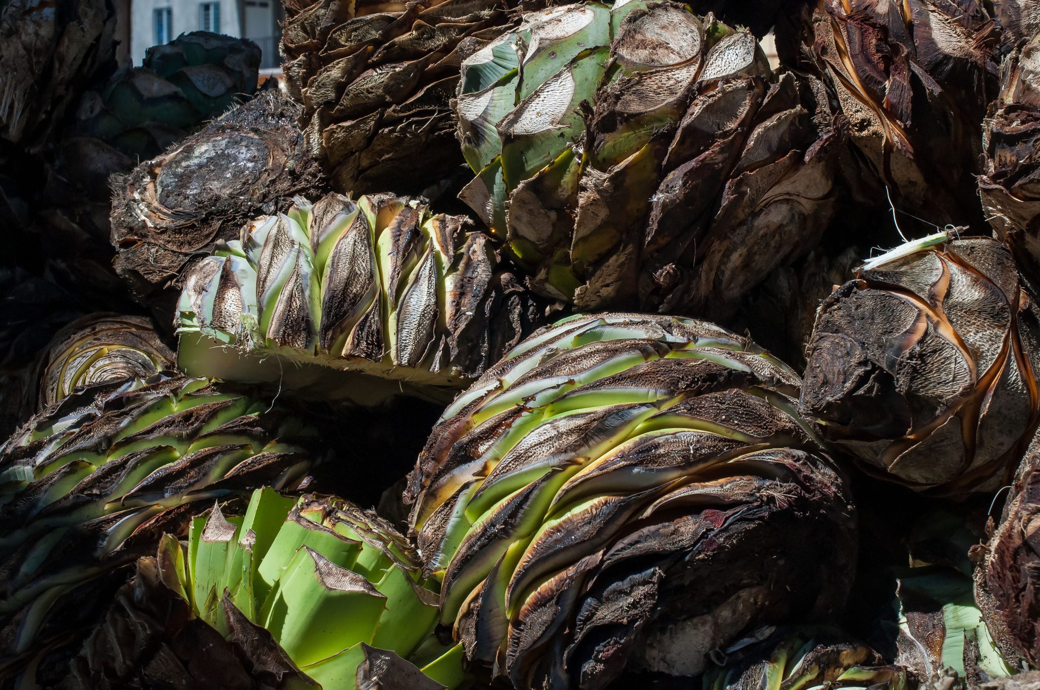 Piñas de agave