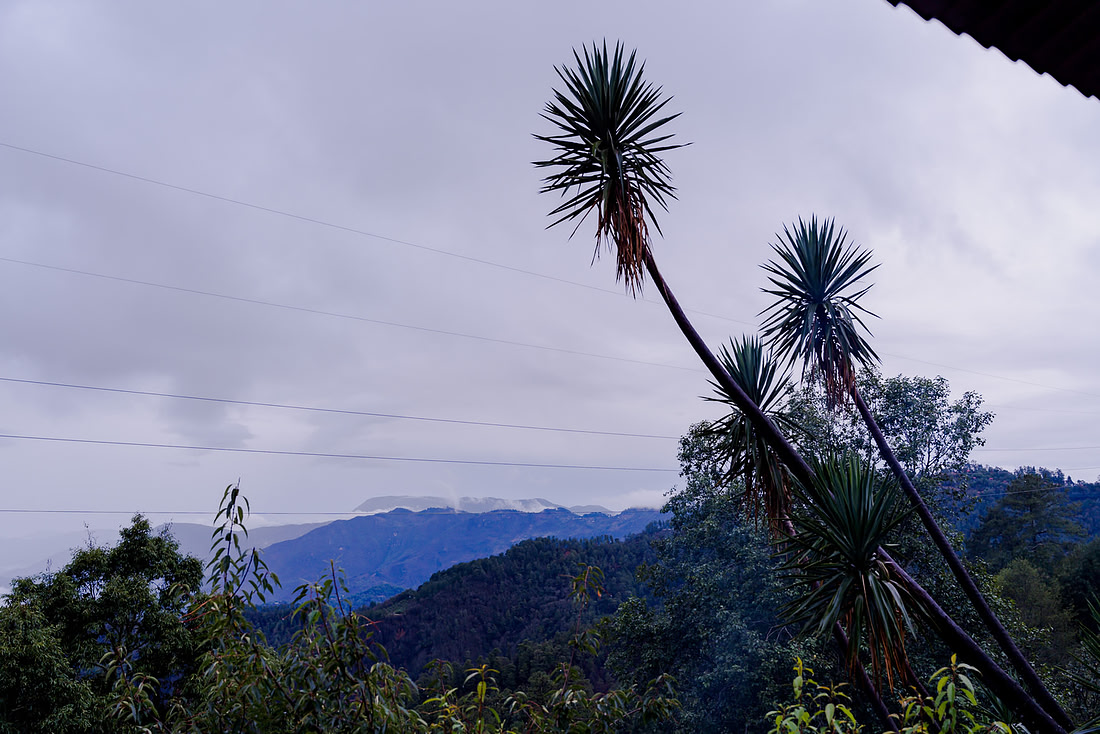 Yucca plants silhouetted against misty pine-covered mountains near San José del Pacifico