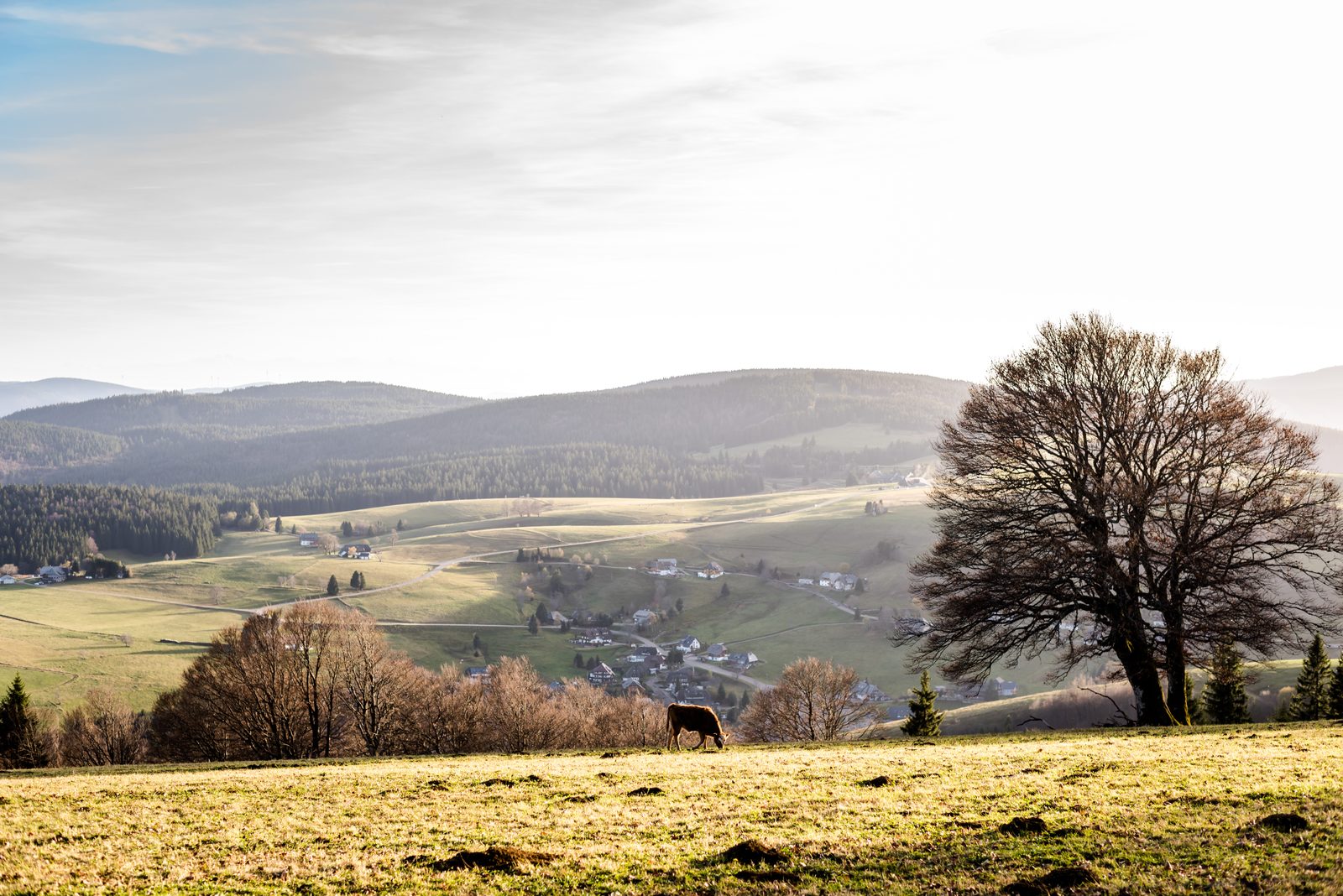 A lone tree in a Black Forest meadow, with hills and a village in the valley behind