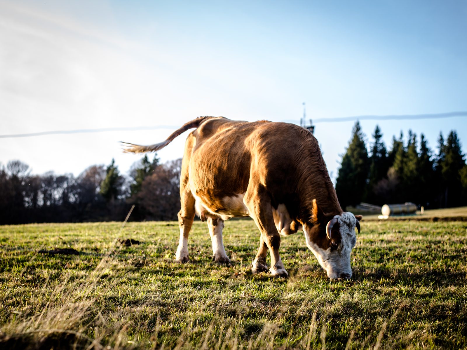 A cow grazing in a high meadow in the Black Forest