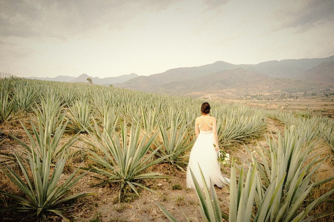 A bride walking through the agave at Loma Noble, Oaxaca