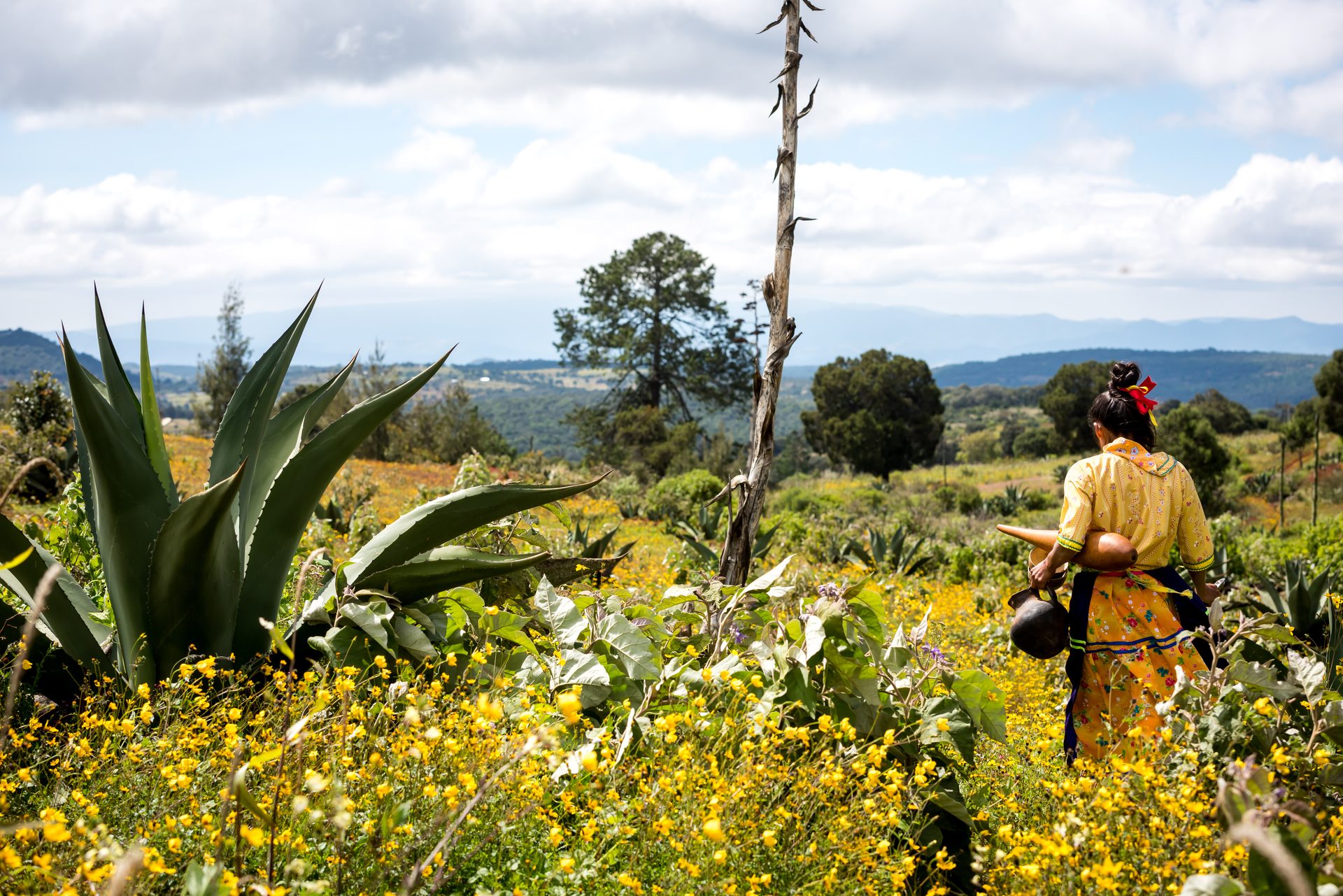A woman carrying aguamiel through a field of flowers