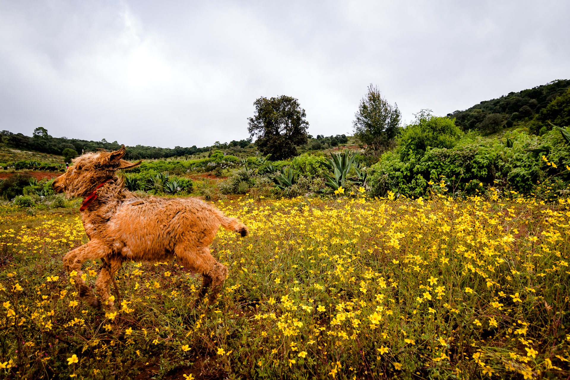 A dog running through a field of yellow flowers