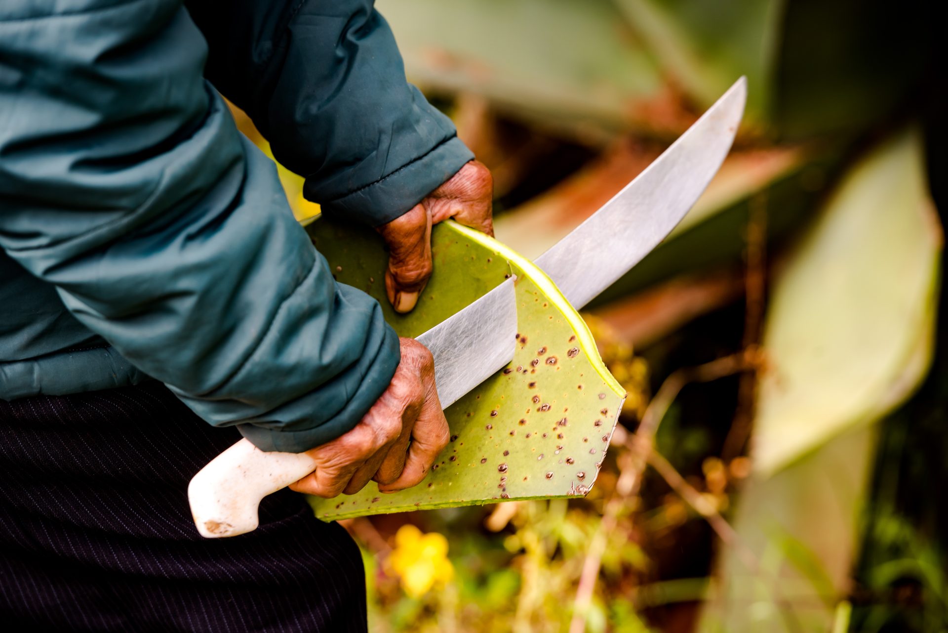 Cutting a maguey leaf
