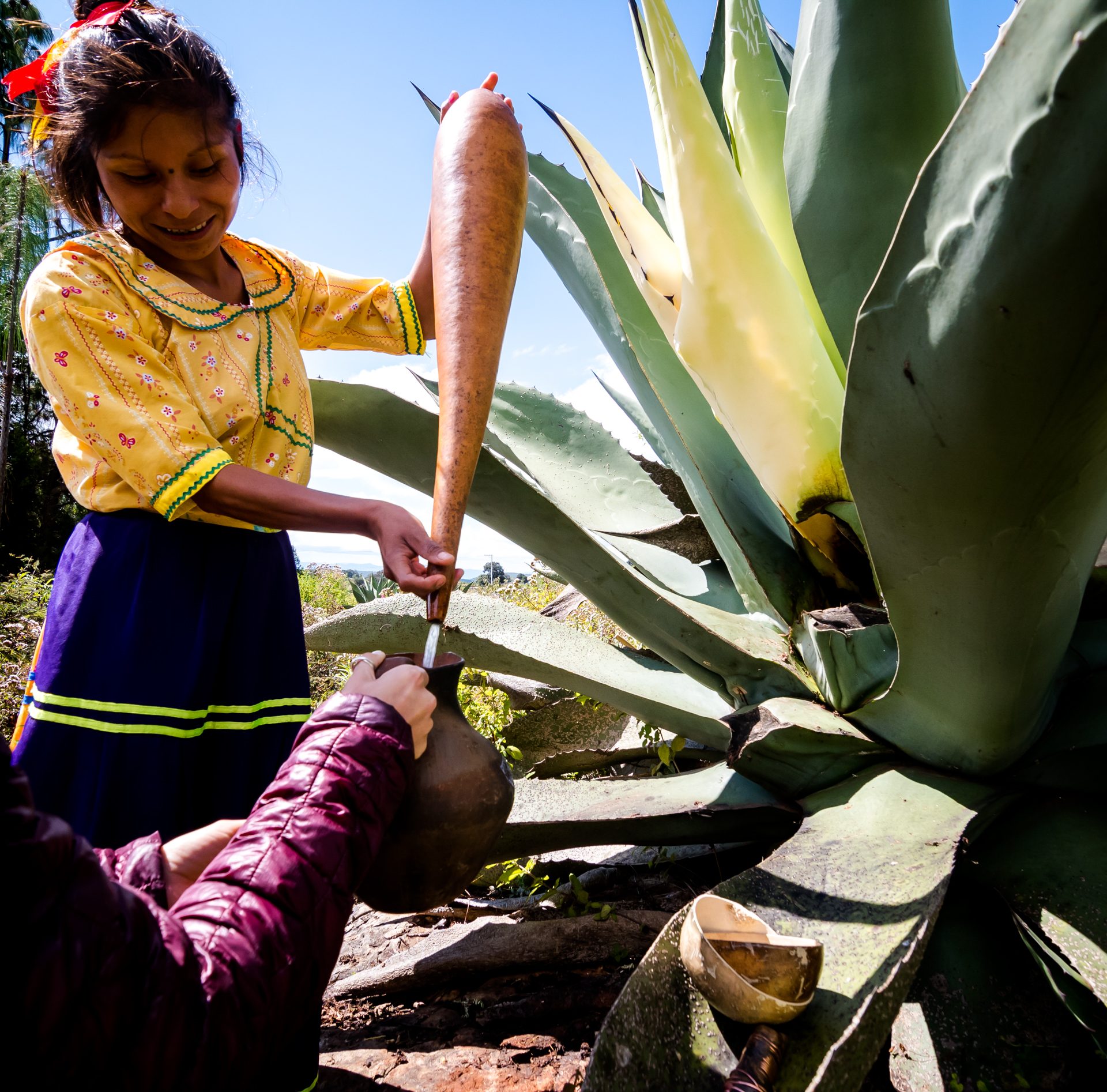 A young woman collecting aguamiel from a maguey