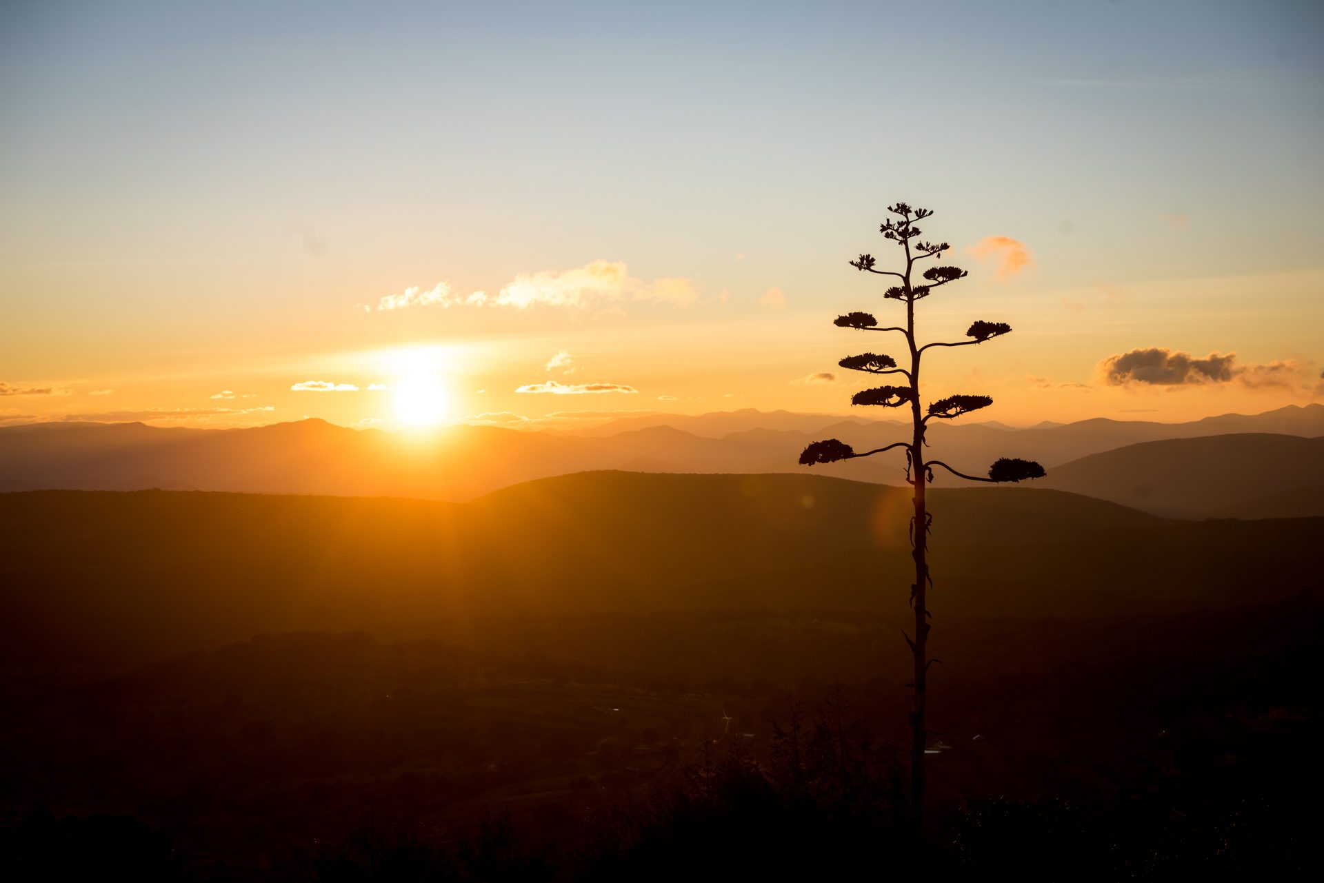 An agave flower stalk at sunset over the Mixteca