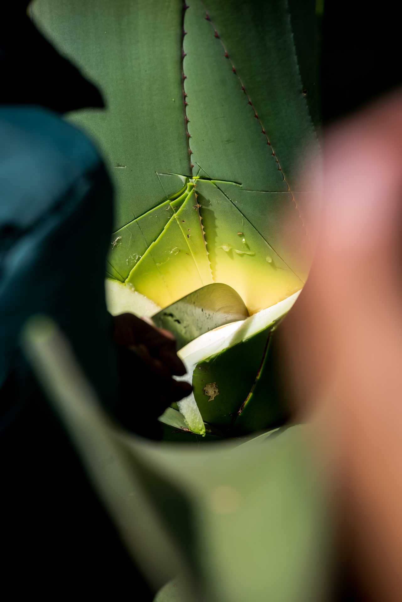 Scraping the heart of a maguey for aguamiel