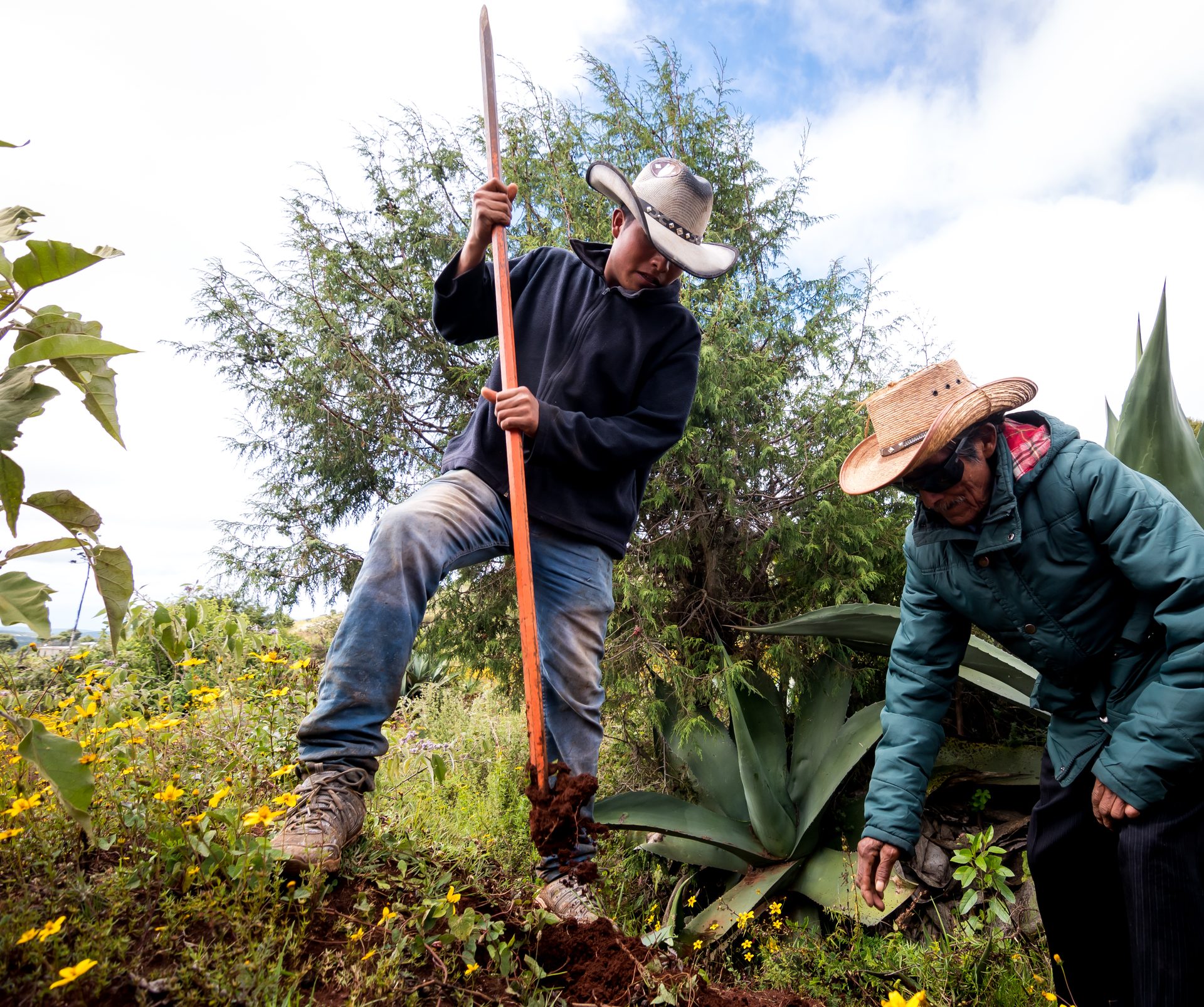 Two men working a maguey in the field
