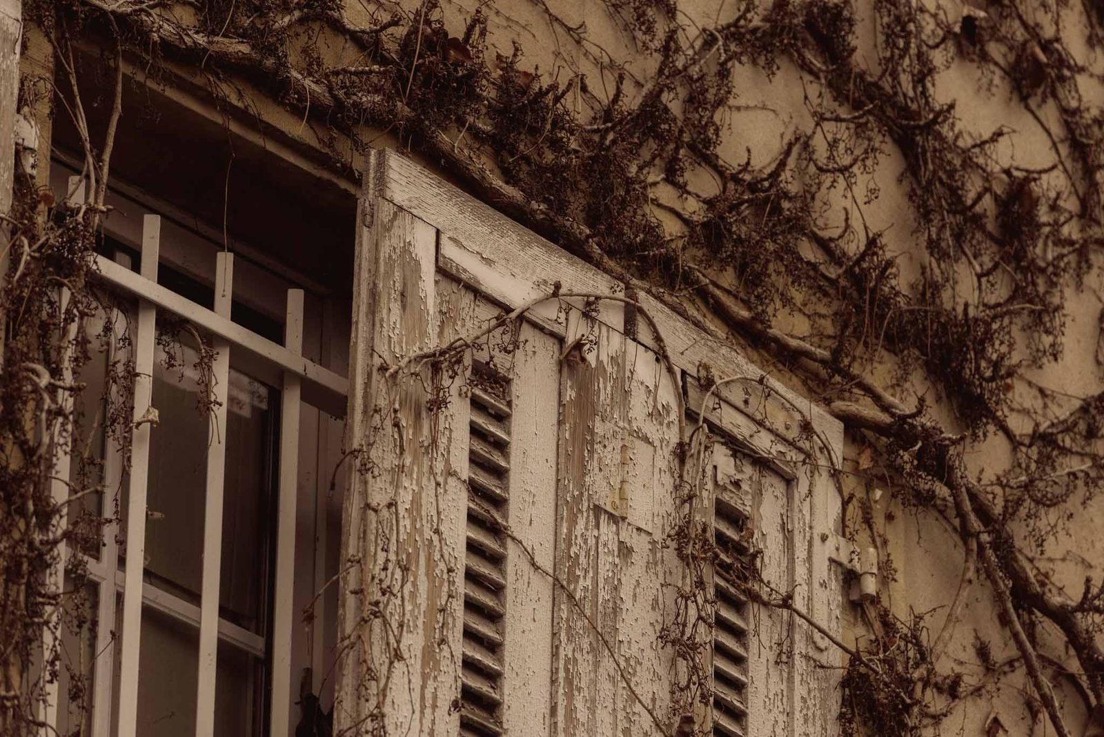 Bare vines across white shutters on a Strasbourg window